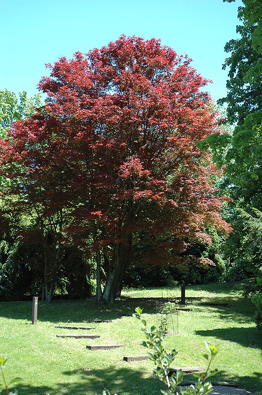 Purple-Leaf Japanese Maple (Acer palmatum 'Atropurpureum') at Weston Nurseries