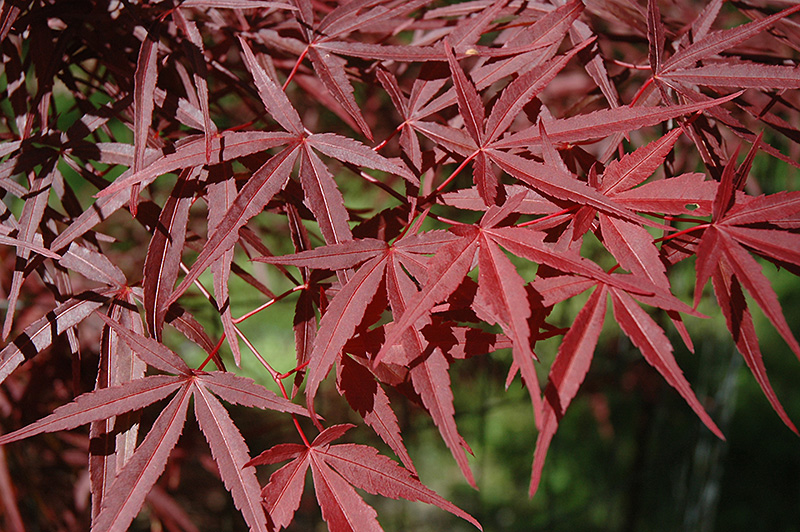 Beni Otake Japanese Maple (Acer palmatum 'Beni Otake') at Weston Nurseries
