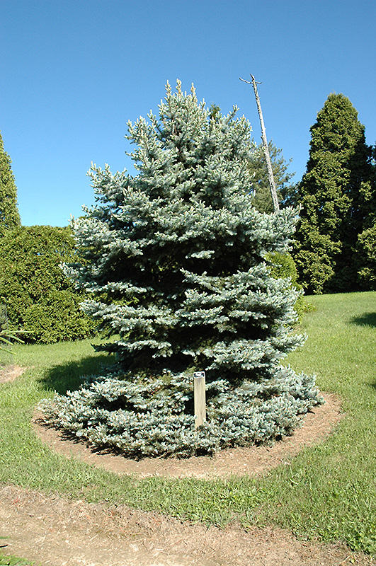 Royal Knight Blue Spruce (Picea pungens 'Royal Knight') at Weston Nurseries