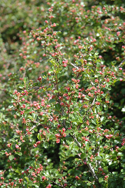 Cranberry Cotoneaster (Cotoneaster apiculatus) at Weston Nurseries