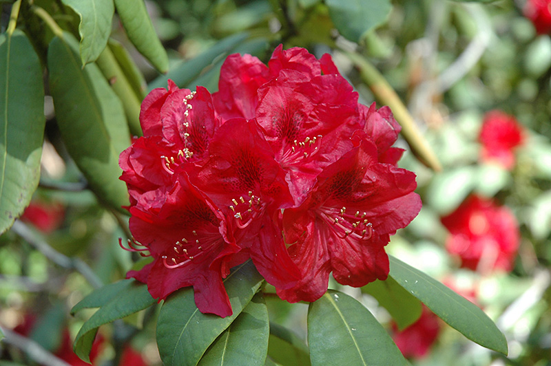 Henry's Red Rhododendron (Rhododendron 'Henry's Red') at Weston Nurseries