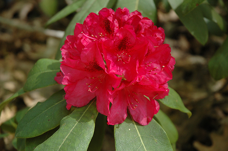 The General Rhododendron (Rhododendron catawbiense 'The General') at Weston Nurseries