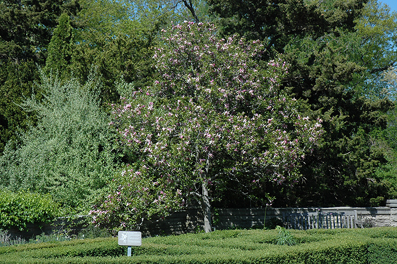 Ricki Magnolia (Magnolia 'Ricki') at Weston Nurseries