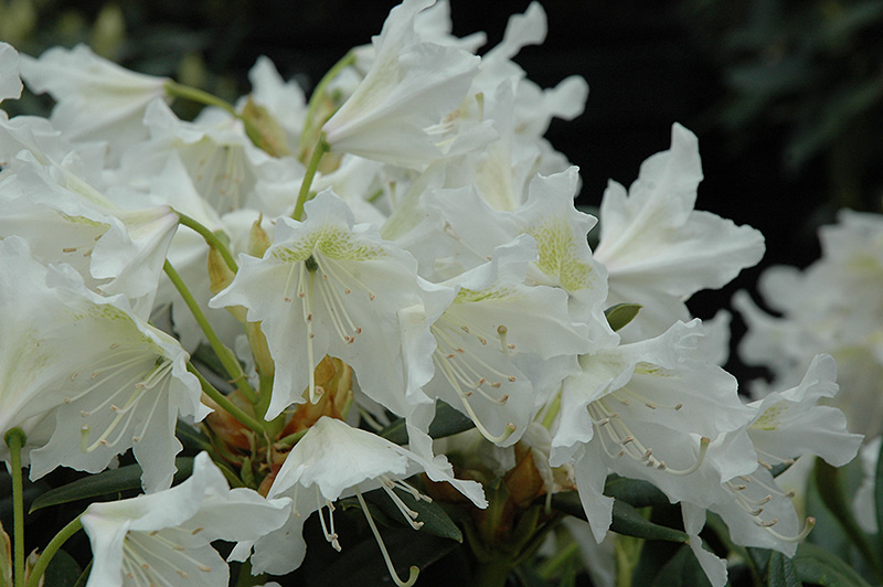 Cunningham White Rhododendron (Rhododendron 'Cunningham White') at Weston Nurseries