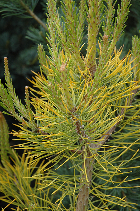 Wate's Golden Scrub Pine (Pinus virginiana 'Wate's Golden') at Weston Nurseries