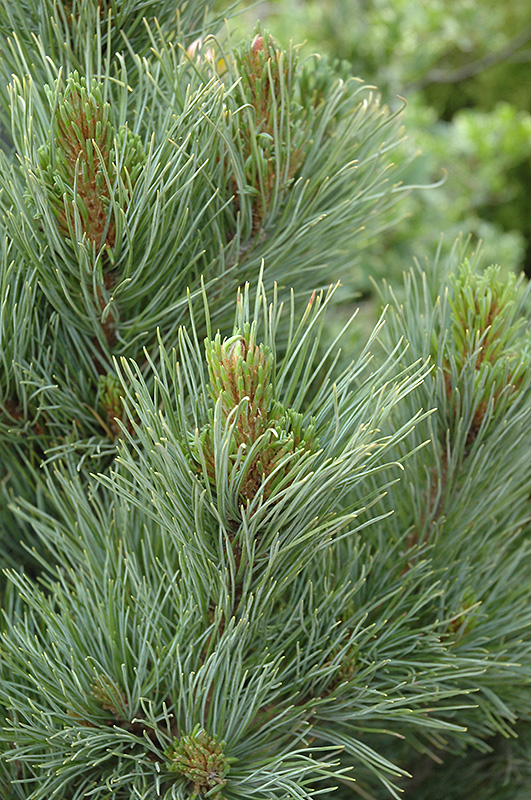 Blue Swiss Stone Pine (Pinus cembra 'Glauca') at Weston Nurseries