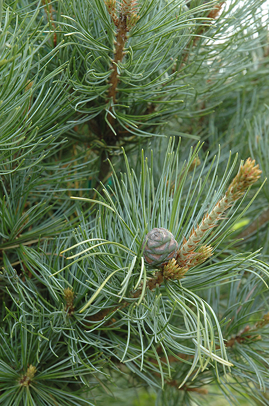 Ibo-Can Japanese White Pine (Pinus parviflora 'Ibo-Can') at Weston Nurseries