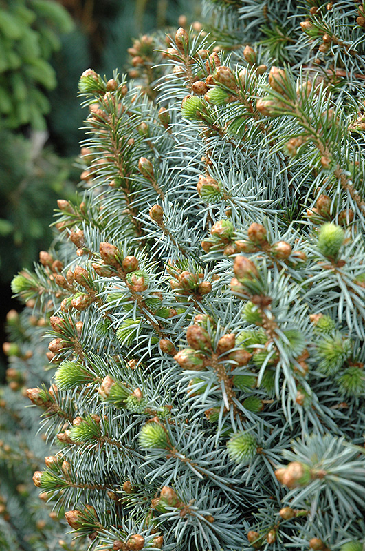 Papoose Dwarf Sitka Spruce (Picea sitchensis 'Papoose') at Weston Nurseries