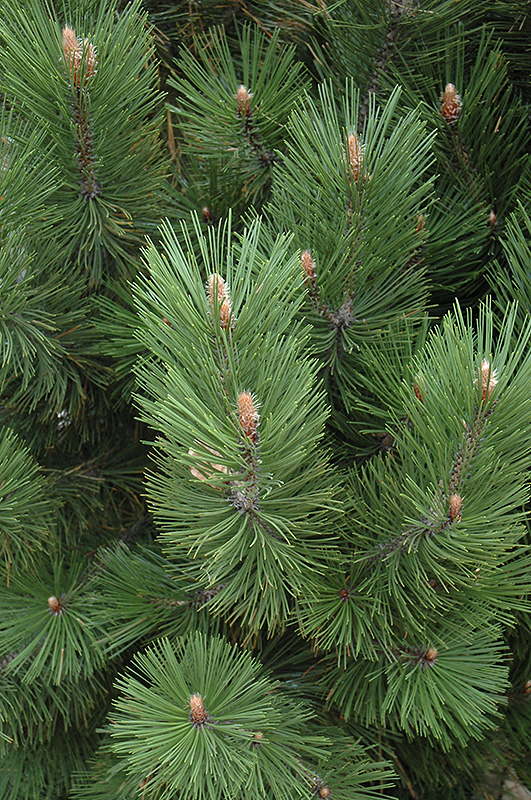 Emerald Arrow Bosnian Pine (Pinus heldreichii 'Emerald Arrow') at Weston Nurseries