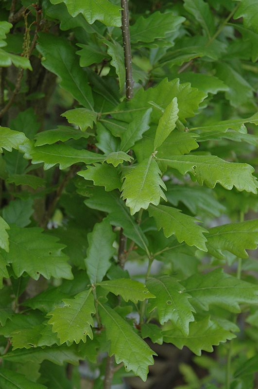 Regal Prince English Oak (Quercus 'Regal Prince') at Weston Nurseries