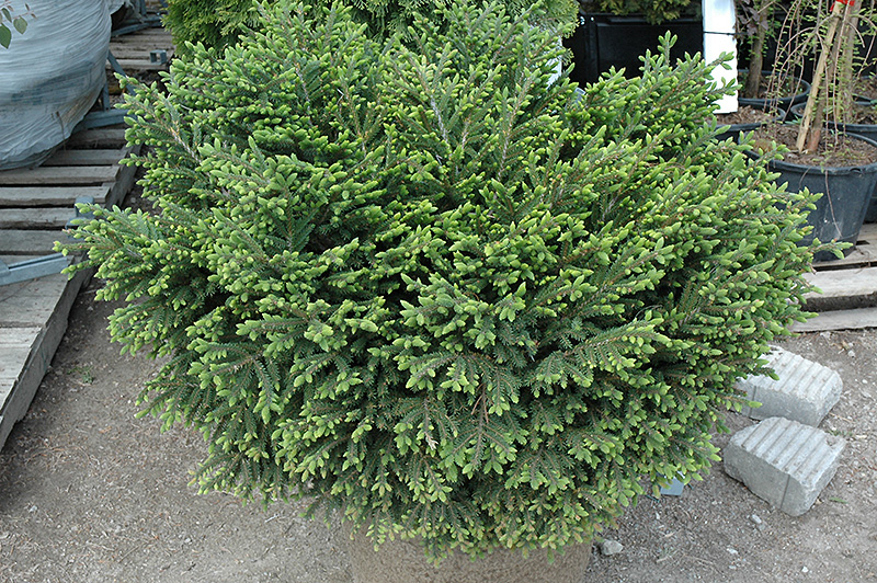 Bergman's Gem Oriental Spruce (Picea orientalis 'Bergman's Gem') at Weston Nurseries