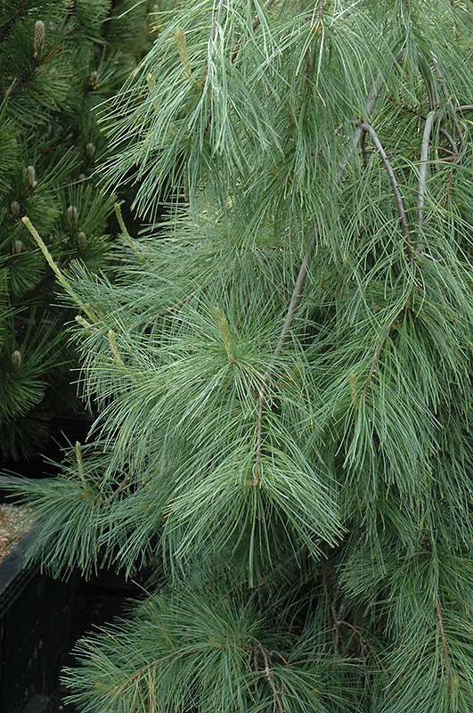 Weeping White Pine (Pinus strobus 'Pendula') at Weston Nurseries
