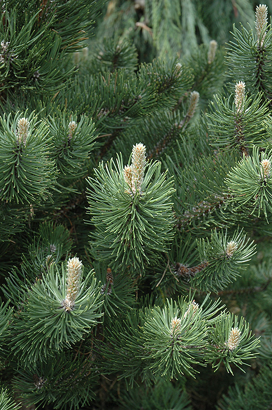Oregon Green Austrian Pine (Pinus nigra 'Oregon Green') at Weston Nurseries