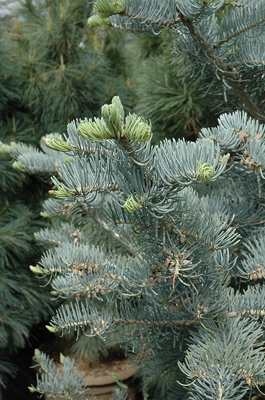 Candicans White Fir (Abies concolor 'Candicans') at Weston Nurseries