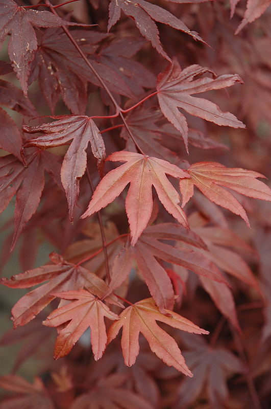 Fireglow Japanese Maple (Acer palmatum 'Fireglow') at Weston Nurseries