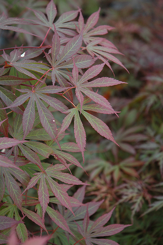 Suminagashi Japanese Maple (Acer palmatum 'Suminagashi') at Weston Nurseries
