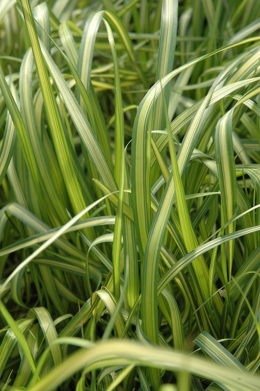 El Dorado Feather Reed Grass (Calamagrostis x acutiflora 'El Dorado') at Weston Nurseries
