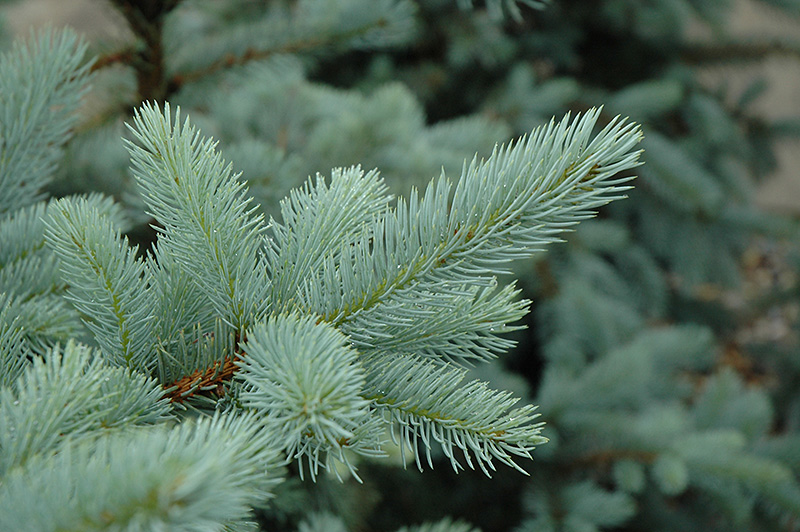 Bacheri Blue Spruce (Picea pungens 'Bacheri') at Weston Nurseries