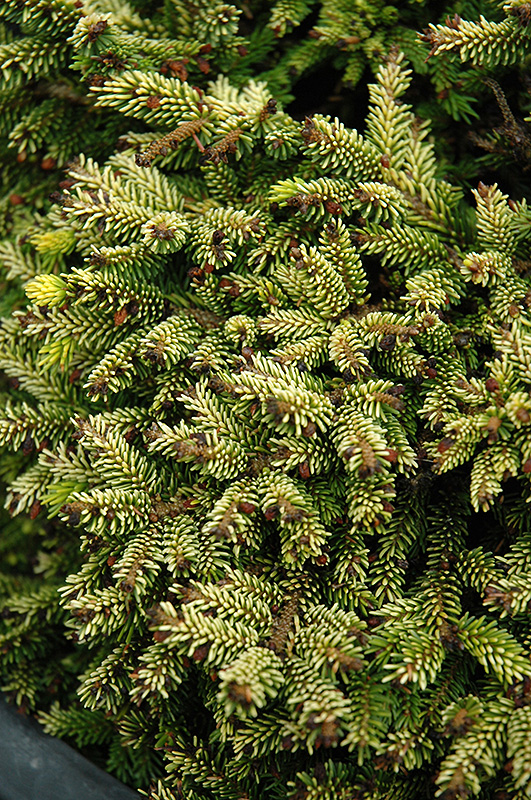 Tom Thumb Oriental Spruce (Picea orientalis 'Tom Thumb') at Weston Nurseries