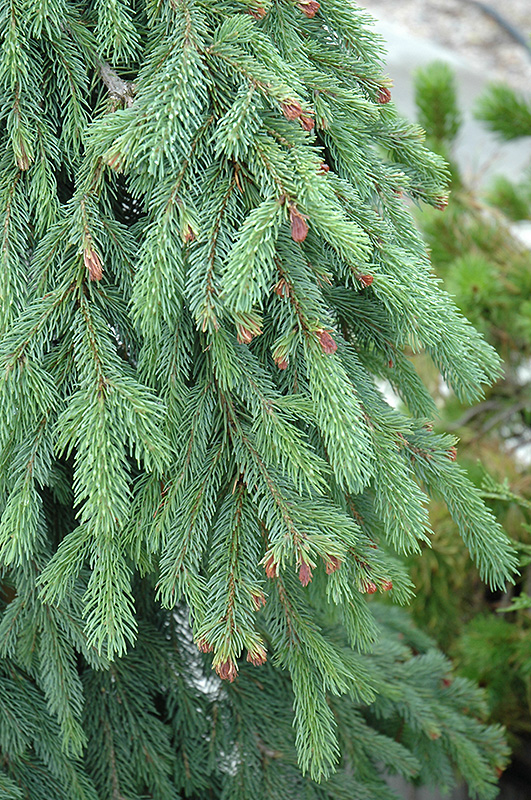 Weeping White Spruce (Picea glauca 'Pendula') at Weston Nurseries