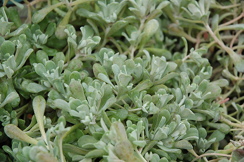 Cape Blanco Stonecrop (Sedum spathulifolium 'Cape Blanco') at Weston Nurseries