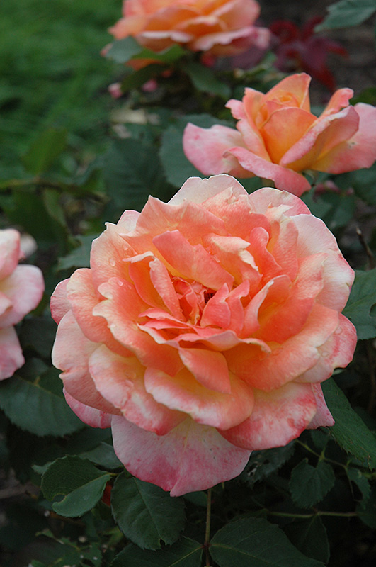 Tahitian Sunset Rose (Rosa 'Tahitian Sunset') at Weston Nurseries