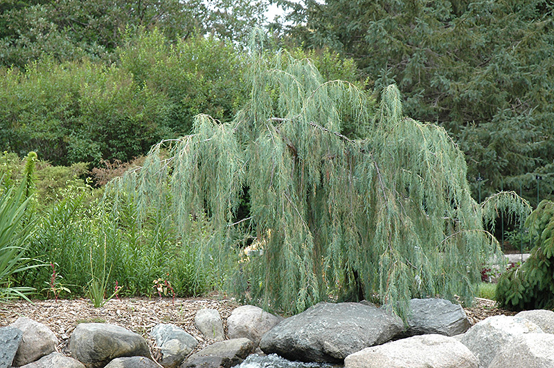 Tolleson's Weeping Juniper (Juniperus scopulorum 'Tolleson's Weeping') at Weston Nurseries