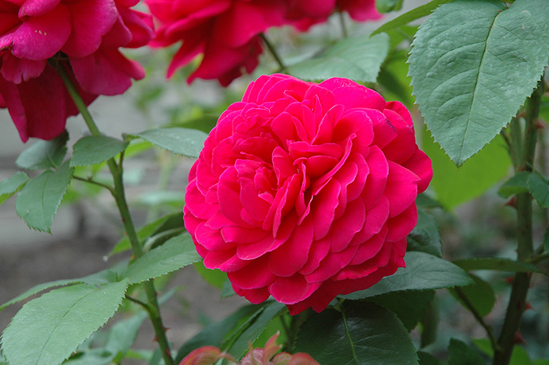 L.D. Braithwaite Rose (Rosa 'L.D. Braithwaite') at Weston Nurseries
