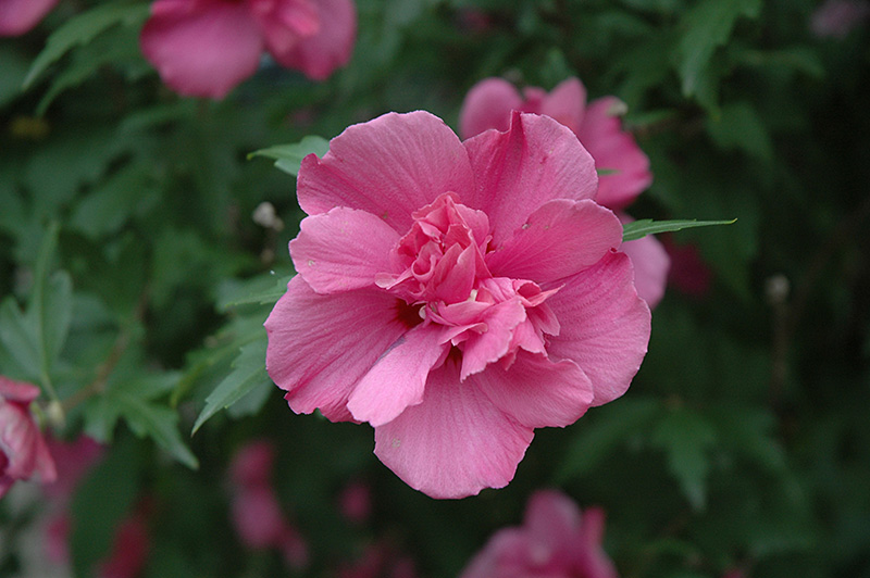 Lucy Rose Of Sharon (Hibiscus syriacus 'Lucy') at Weston Nurseries