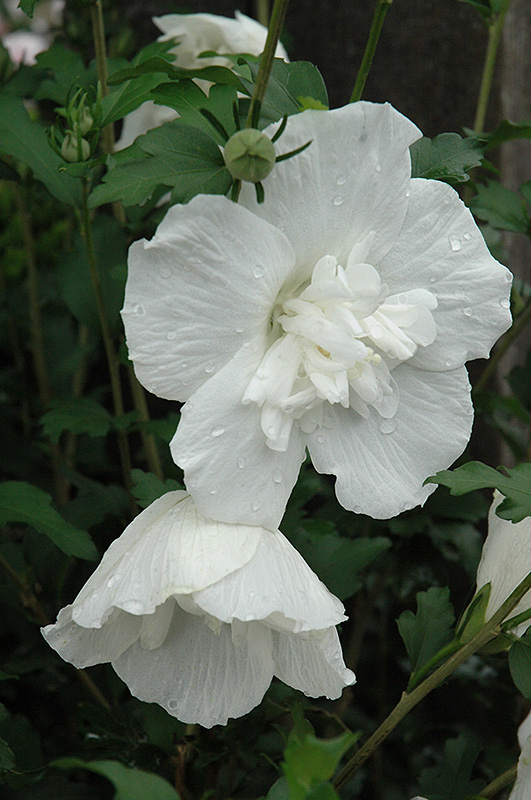 White Chiffon Rose of Sharon (Hibiscus syriacus 'Notwoodtwo') at Weston Nurseries