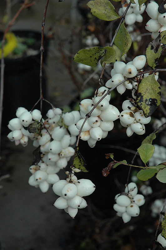 Snowberry (Symphoricarpos albus) at Weston Nurseries
