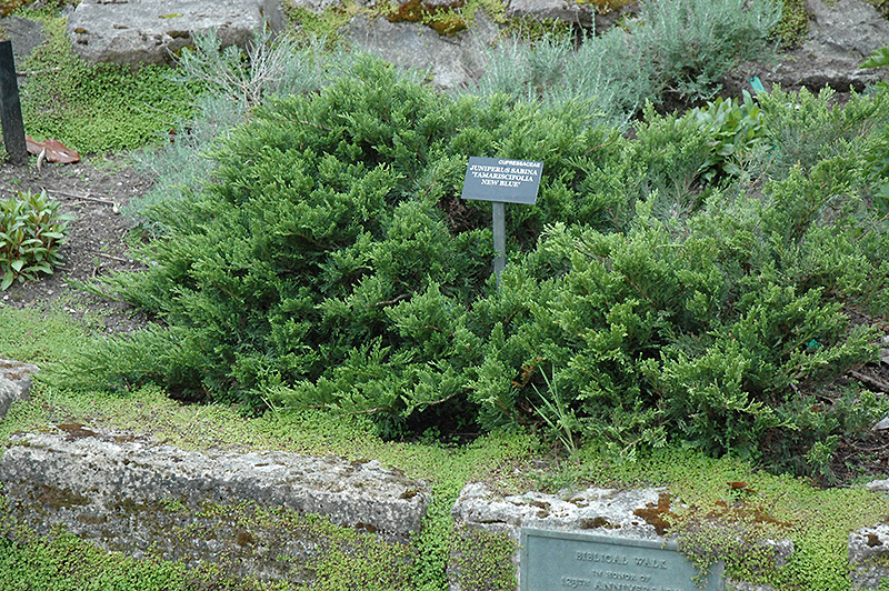 New Blue Tam Juniper (Juniperus sabina 'New Blue Tam') at Weston Nurseries
