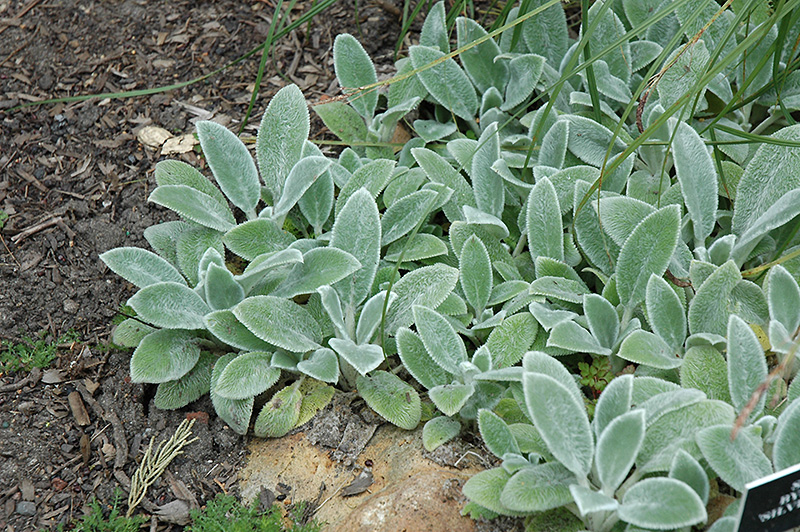 Stachys byzantina