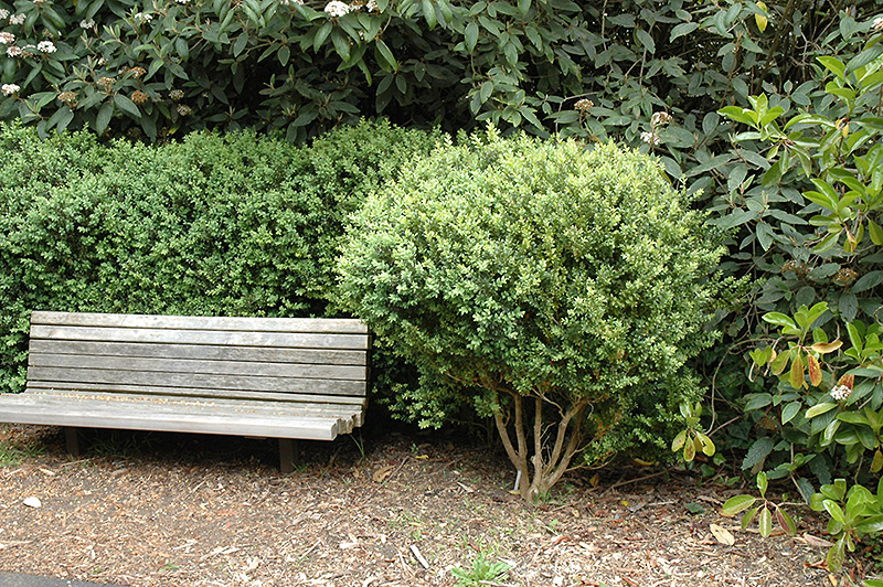Common Boxwood (Buxus sempervirens) at Weston Nurseries