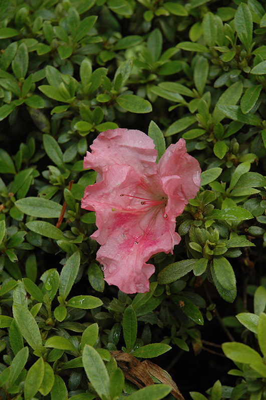 Gumpo Pink Azalea (Rhododendron 'Gumpo Pink') at Weston Nurseries