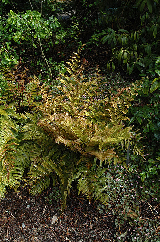 Autumn Fern (Dryopteris erythrosora) at Weston Nurseries