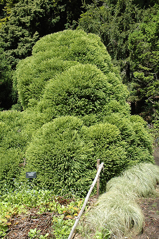 Cristata Japanese Cedar (Cryptomeria japonica 'Cristata') at Weston Nurseries