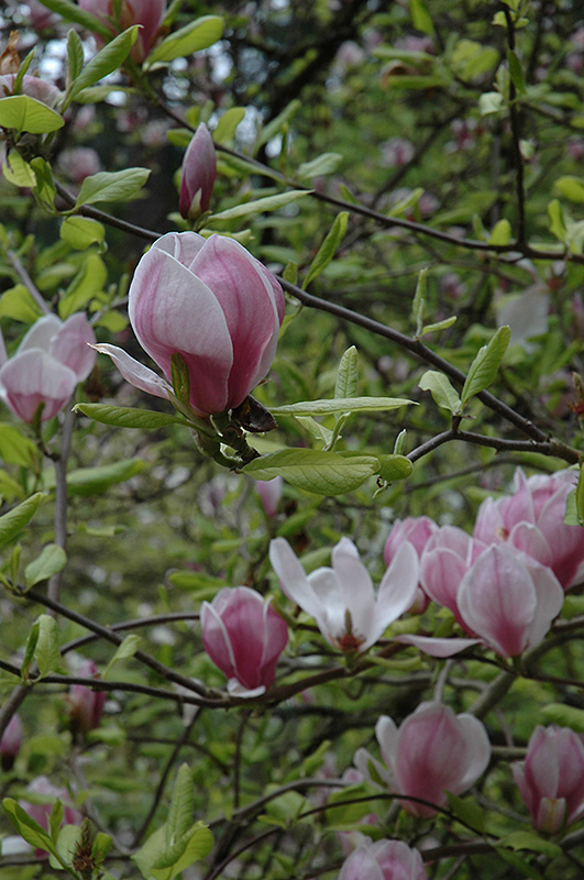 Rustica Rubra Magnolia (Magnolia x soulangeana 'Rustica Rubra') at Weston Nurseries