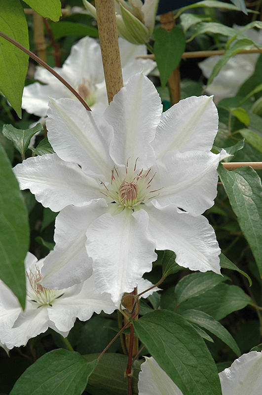 Hyde Hall Clematis (Clematis 'Hyde Hall') at Weston Nurseries