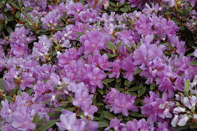 Purple Gem Rhododendron (Rhododendron 'Purple Gem') at Weston Nurseries