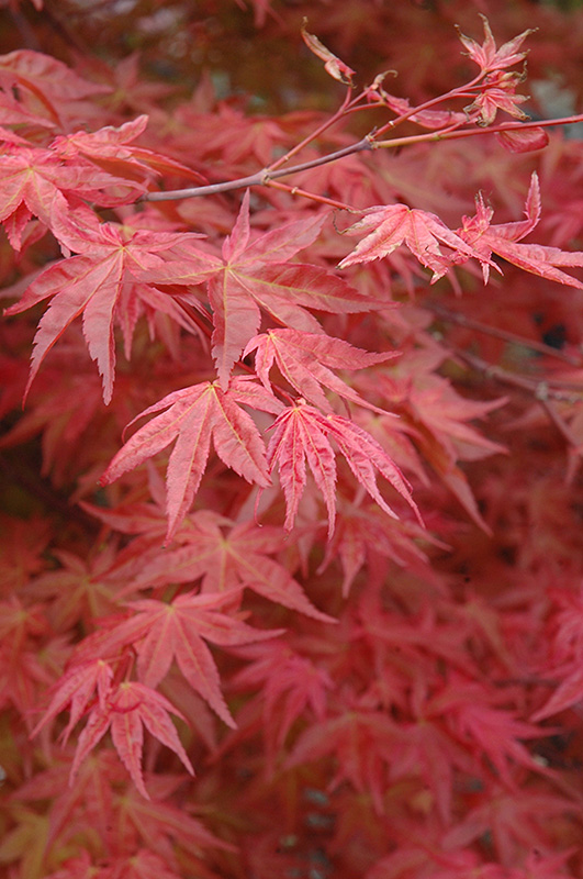 Suminagashi Japanese Maple (Acer palmatum 'Suminagashi') at Weston Nurseries