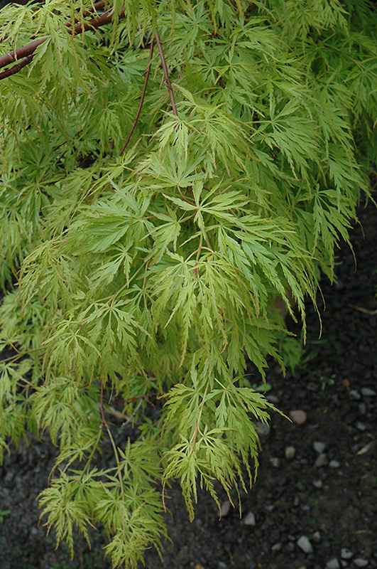 Seiryu Japanese Maple (Acer palmatum 'Seiryu') at Weston Nurseries