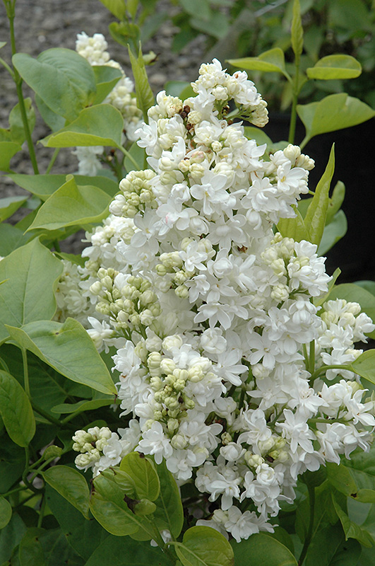 Mme. Lemoine Lilac (Syringa vulgaris 'Mme. Lemoine') at Weston Nurseries