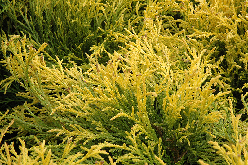 Golden Mop Falsecypress (Chamaecyparis pisifera 'Golden Mop') at Weston Nurseries