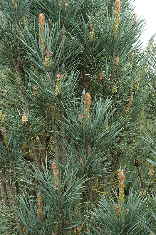 Scotch Sentinel Pine (Pinus sylvestris 'Fastigiata') at Weston Nurseries