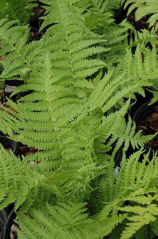 The King Ostrich Fern (Matteuccia 'The King') at Weston Nurseries