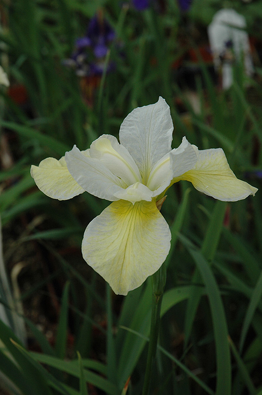 Butter And Sugar Siberian Iris (Iris sibirica 'Butter And Sugar') at Weston Nurseries