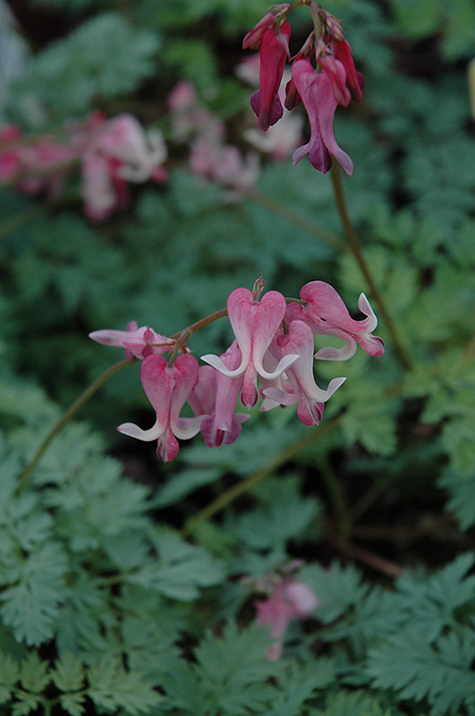 Candy Hearts Bleeding Heart (Dicentra 'Candy Hearts') at Weston Nurseries