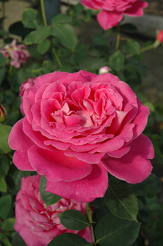 Pink Peace Rose (Rosa 'Pink Peace') at Weston Nurseries