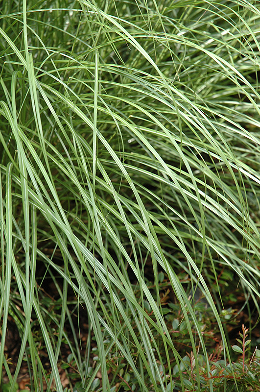 Little Kitten Dwarf Maiden Grass (Miscanthus sinensis 'Little Kitten') at Weston Nurseries